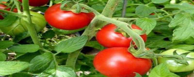 蕃茄种植管理技术要点 蕃茄的种植管理技术