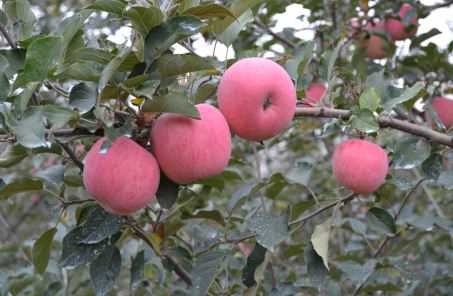 苹果树一般什么时间种 苹果树一般什么时间种最好