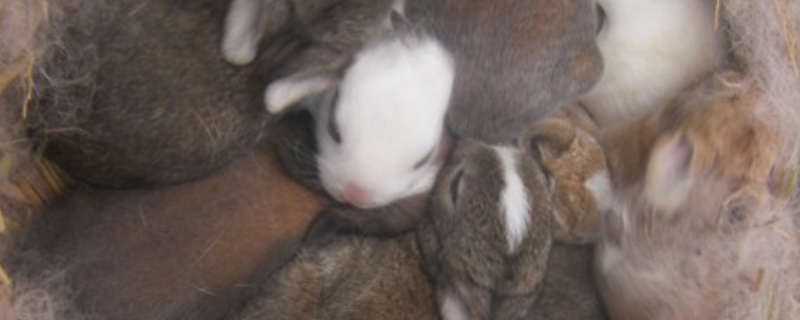 月月兔养殖方法（月月兔怎么养殖）