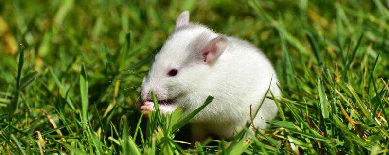 小白鼠怎么养 小白鼠怎么养亲人