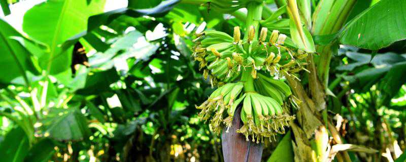 香蕉怎么种盆栽 香蕉怎么种盆栽好看