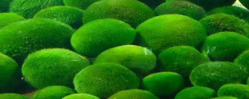 球藻怎么养 球藻怎么养炸毛