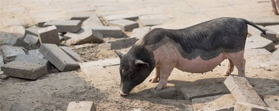 白猪和黑猪有何区别 黑猪与普通猪有什么区别?