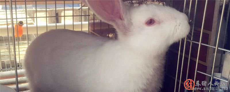 月月兔养殖技术 月兔的养殖方法