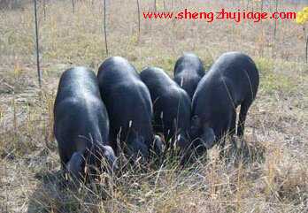 国家级猪新品种“豫南黑猪”介绍 豫南黑猪优缺点