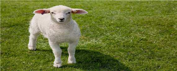 繁殖母羊最佳配方 繁殖母羊饲料的最佳配方