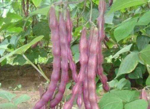 紫皮芸豆的功效与作用 红芸豆和紫芸豆的功效