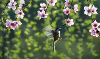 春分是农历几月几日（春分是几月几日?）