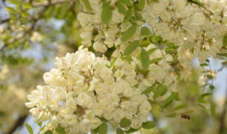 槐花怎么繁殖（香花槐怎么繁殖）