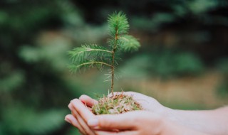 2022年植树节农历几月几号星期几 2022年的植树节是几月几号