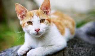 如何确定自己是否适合养暹罗猫 千万别养暹罗猫