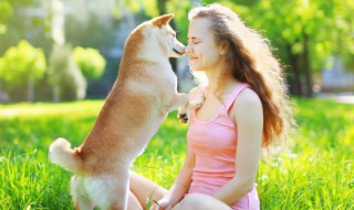 如何训练护卫犬 如何训练狗狗护卫