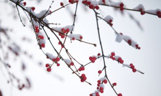 春节下雪的诗句 关于春节下雪的诗句