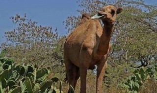 骆驼为什么能吃仙人掌 骆驼为什么能吃仙人掌不怕刺吗