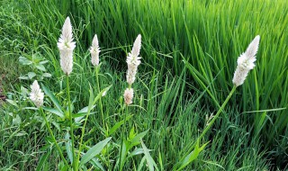 春分生长的农作物有哪些 春分适合种植什么农作物