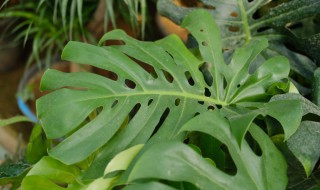 耐阴耐低温的室内植物 室内耐阴耐寒植物