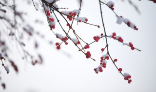 关于小雪节气发朋友圈的心情说说（小雪节气朋友圈说说的好句子）