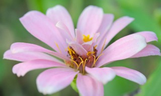 什么花的花语是忘记（什么花的花语是忘记一个人）