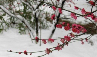 送梅花代表什么意思（梅花一般送什么人）