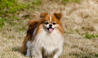 狗在天热时为什么会吐舌头 狗为什么在热天要吐舌?