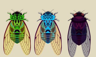 蝉逃跑时为什么要撒尿（蝉撒出的尿是什么）