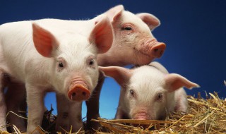 三犯天规下凡间是什么生肖 三犯天规下凡尘是什么生肖