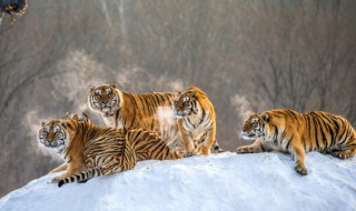 为什么马戏团没有狼（为什么马戏团没有狼?）