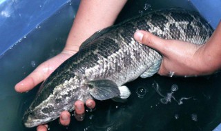 黑鱼对伤口愈合有好处吗（黑鱼有助于伤口愈合有科学依据吗）