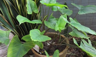 千年健的功效与作用 千年健的功效与作用及毒副作用