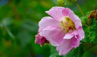 芙蓉花花语是什么 芙蓉花花语是什么意思