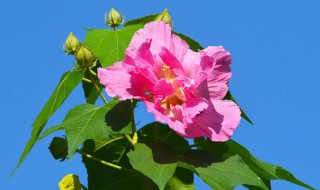 芙蓉花的花语（芙蓉花的花语和传说）