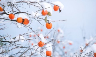 柿饼白色的霜多好还是少的好（柿饼有白霜好还是没有好）