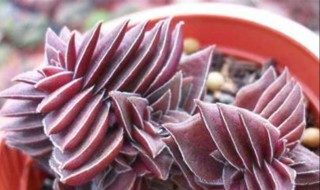 茜之塔徒长怎么补救