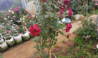 爬藤月季怎么搭架子（爬藤月季怎么搭架子视频）