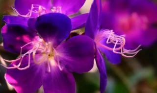 姬星美人怎么变紫色（姬星美人怎么养护）