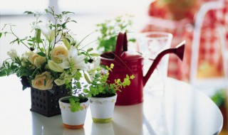 杜鹃花掉叶子怎么扑救 杜鹃花枯叶掉叶防治办法