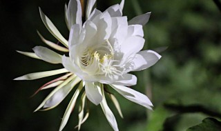 昙花为什么只能一现 为什么昙花一现就没了