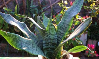 银脉虎尾兰怎么养 银脉虎尾兰好养吗