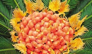 铁树开花吗（七彩铁树开花吗）