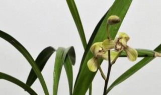 天逸兰怎么养 天逸兰生长在哪里