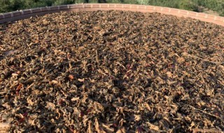 梅干菜先蒸还是先晒 梅干菜是蒸过的好还是自然晾晒的好