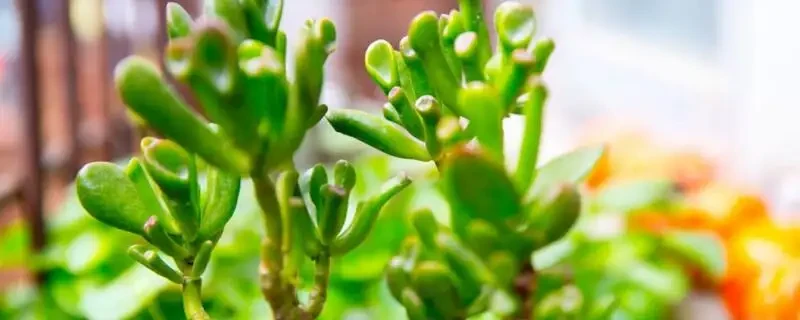 八宝树怎么剪枝 八宝树怎样剪枝