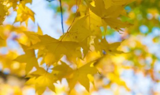 秋老虎大概多长时间（秋老虎时间多久）