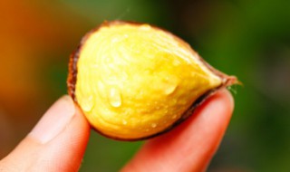 板栗的内皮可以吃吗 板栗的内皮可以吃吗?