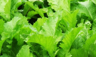 雪里蕻的腌制方法和储存 雪里蕻的腌制方法和储存长毛什么样