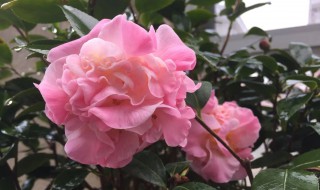 烈香茶花怎么养（烈香茶花耐寒吗）