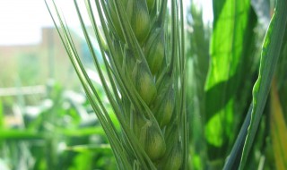 杜兰面粉是什么粉（杜兰面粉是什么粉做的）