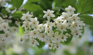 安息香的营养价值（安息香的功效与作用,安息香的副作用）