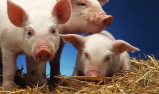 梦见一群小猪仔是什么意思 梦见一大群小猪仔