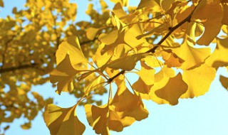 银杏的异名叫什么（银杏别名叫什么名字）